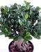 Kunstig Bonsai Ficus Panda Ginseng 60Cm