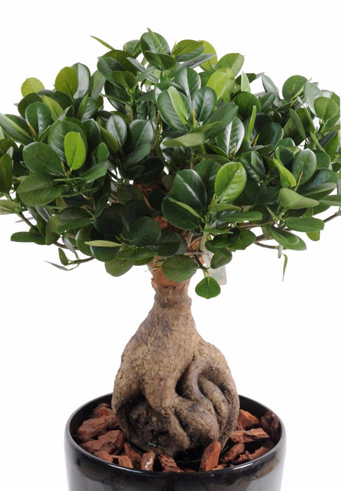 Kunstig Bonsai Ficus Panda Ginseng 60Cm