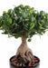 Kunstig Bonsai Ficus Panda Ginseng 60Cm