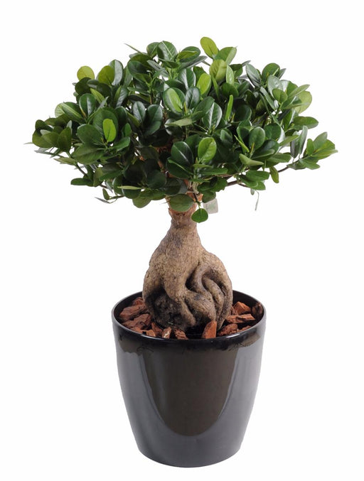 Kunstig Bonsai Ficus Panda Ginseng 60Cm