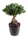 Kunstig Bonsai Ficus Panda Ginseng 60Cm