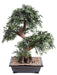 Bonsai Black Willow Kunstig 70 Cm Dekorativ Plante