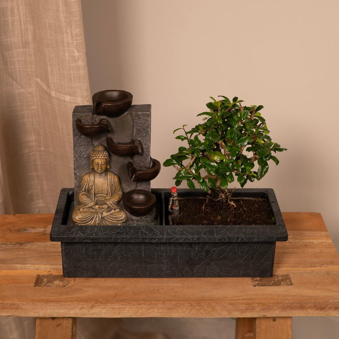 Cascading Bonsai (Budha)