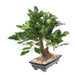 Kunstig Ficus Bonsai 38 Cm For Innendørs