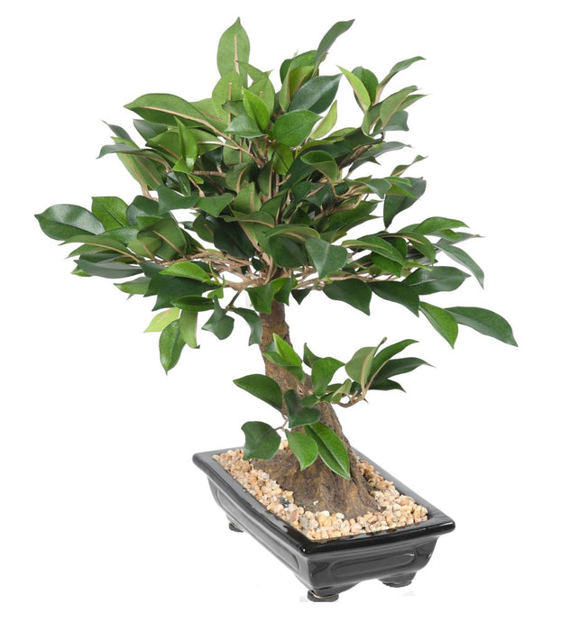 Kunstig Ficus Bonsai 38 Cm For Innendørs