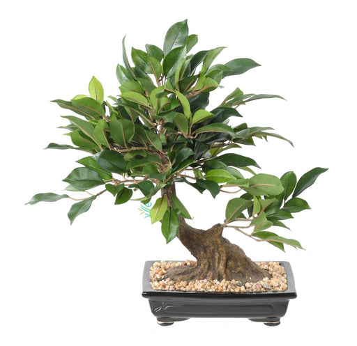 Kunstig Ficus Bonsai 38 Cm For Innendørs