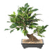 Kunstig Ficus Bonsai 38 Cm For Innendørs