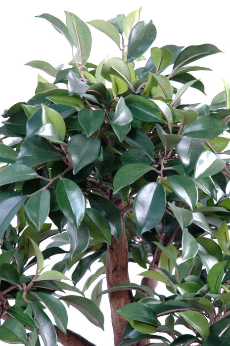 Kunstig Ficus Bonsai I Kopp 58 Cm Innendørs Plante