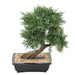 Kunstig Juniperus Bonsai 55 Cm Interiørdekorasjon