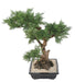 Kunstig Juniperus Bonsai 75 Cm Keramikk