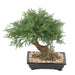 Kunstig Juniperus Bonsai For Interiørdekorasjon