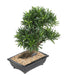 Kunstig Podocarpus Bonsai 50 Cm Kutt