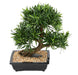 Kunstig Podocarpus Bonsai 50 Cm Kutt