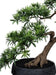 Kunstig Podocarpus Bonsai 70 Cm For Innendørs