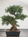 Bonsai Tree - Kunstig Bonsai