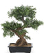 Bonsai Tree - Kunstig Bonsai