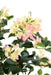 Kunstig Bougainvillea 150 Cm Hvit Rosa Blomster