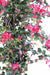 Kunstig Bougainvillea Fuchsia 180 Cm Innendørs Plante