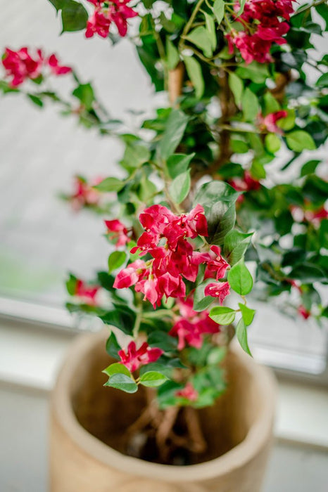 Bougainvillea Liana Fuschia - Kunstig Tre