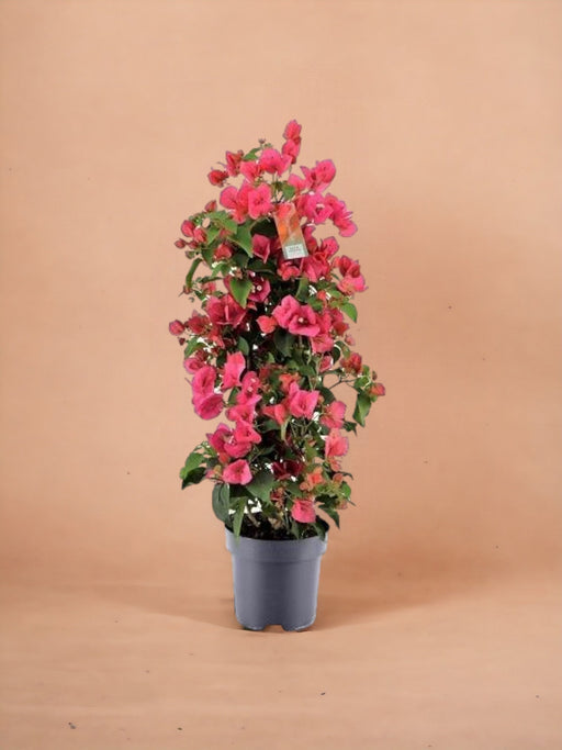 Bougainvillea Rød Pyramide