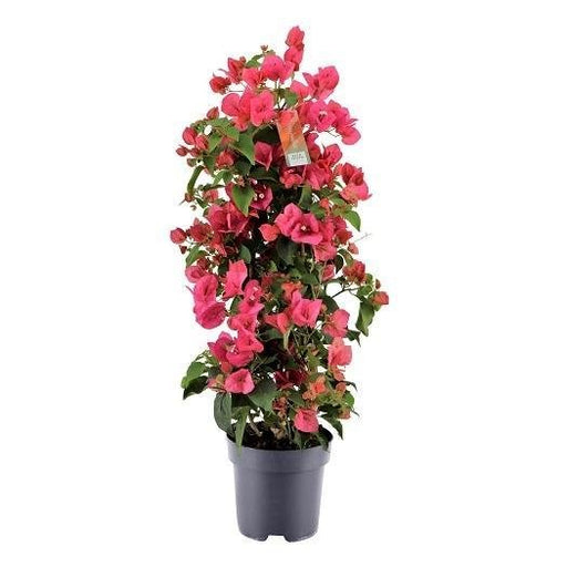 Bougainvillea Rød Pyramide