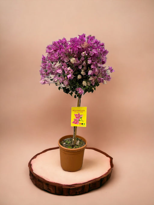 Bougainvillea Fuschia