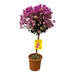 Bougainvillea Fuschia