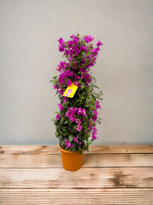 Bougainvillea-Pyramiden Fuschia