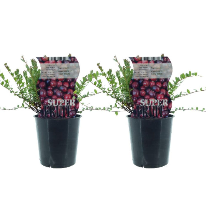 Eske - 2 Cranberry Vaccinium Early Black