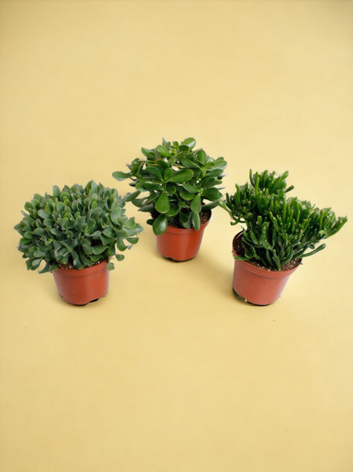 Eske - 3 Crassula