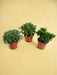 Eske - 3 Crassula