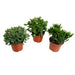 Eske - 3 Crassula