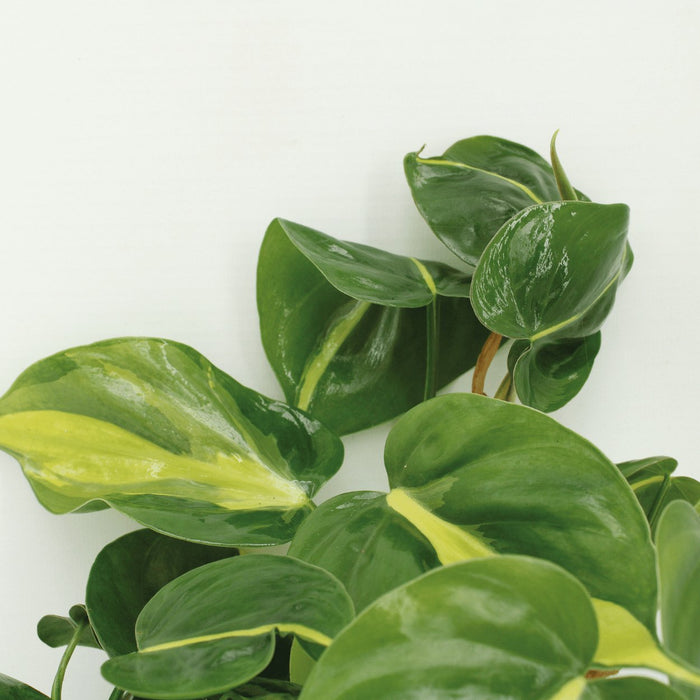 Eske - 4 Philodendron Scandens Brasil