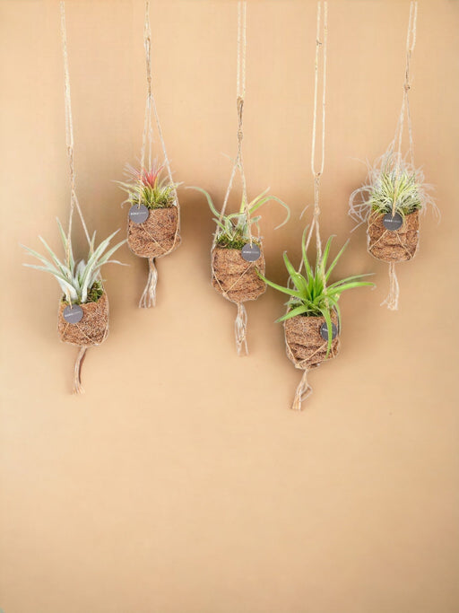 Eske - 5 Kokodama Tillandsia