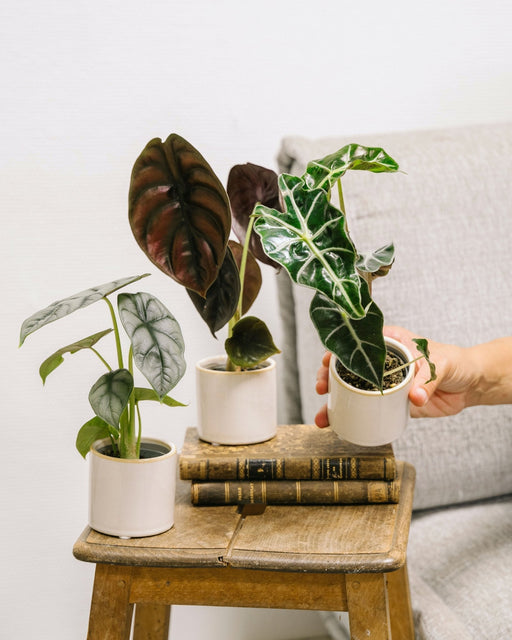 Alocasia Lovers Box - Baby Plant Trio