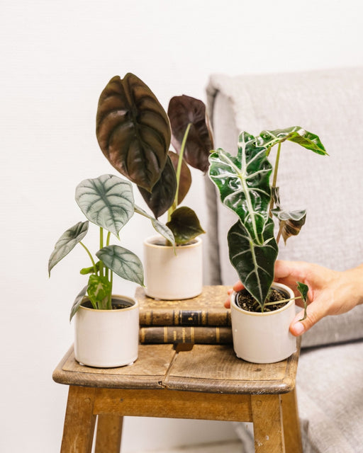 Alocasia Lovers Box - Baby Plant Trio