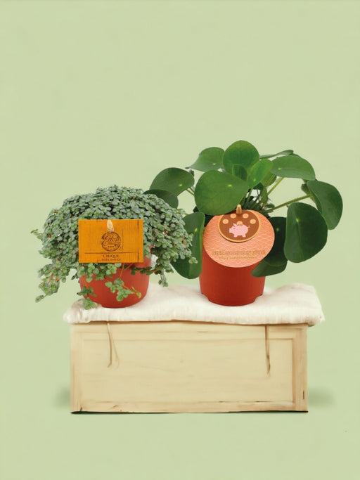 Boks - Duo De Pilea