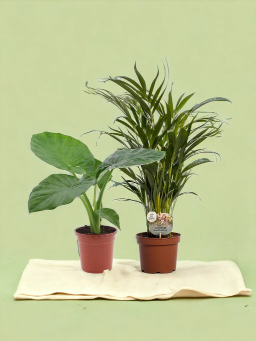 Box - Jungle Plant Duo