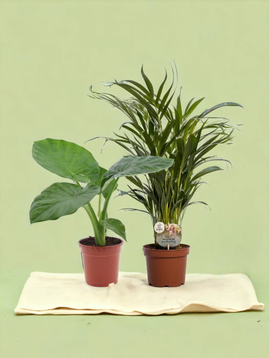 Box - Jungle Plant Duo