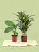 Box - Jungle Plant Duo