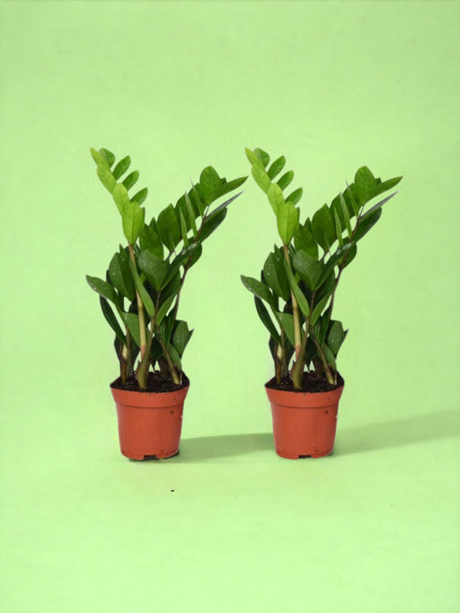 Eske - Zamioculcas Zamiifolia Duo