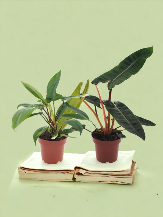 Boks - Duo Philodendron Rare