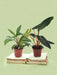 Boks - Duo Philodendron Rare