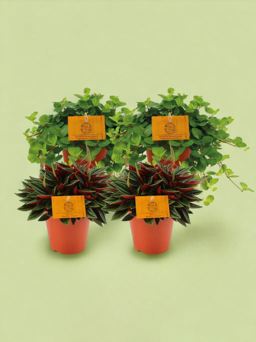 Box - Peperomia Lovers X 4