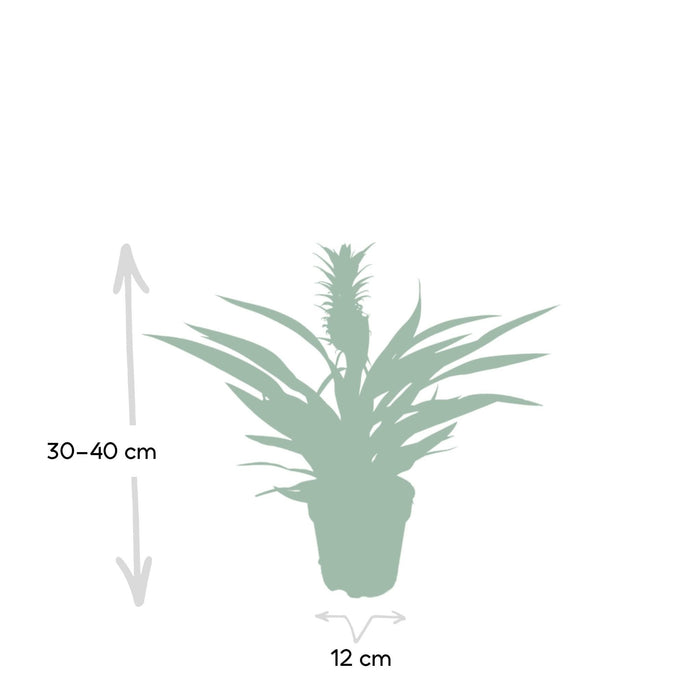 Bromelia Ananas