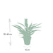 Bromelia Ananas