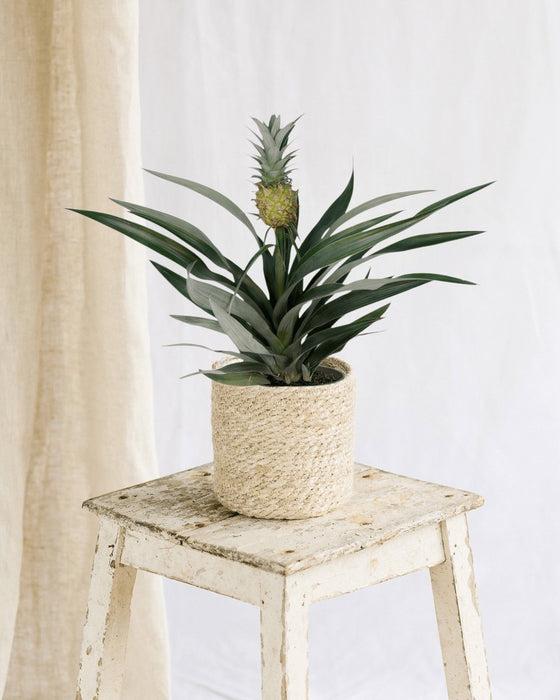 Bromelia Ananas