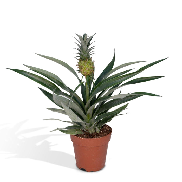 Bromelia Ananas