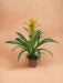 Bromelia Guzmania Desire