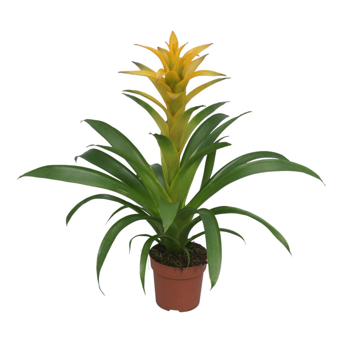 Bromelia Guzmania Desire